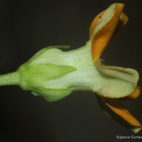 Telosma cordata (Burm.f.) Merr.